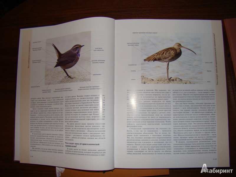 Иллюстрация 8 из 16 для Полный определитель птиц европейской части России. В 3-х книгах - Калякин, Коблик | Лабиринт - книги. Источник: WhiteOwl
