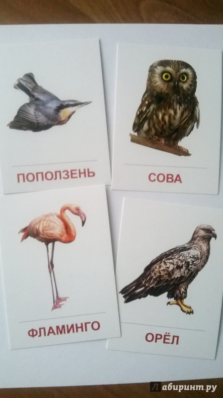 Иллюстрация 5 из 24 для Раздаточные карточки "Птицы разных широт" (16 карточек) | Лабиринт - книги. Источник: Киссяндра