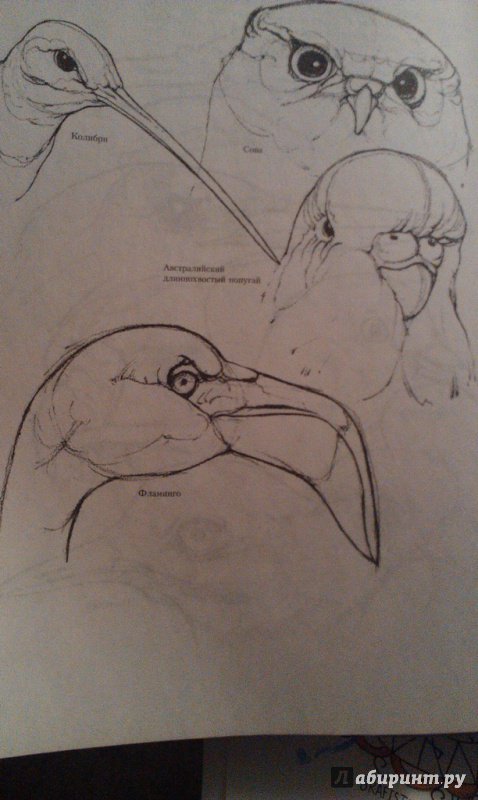 Иллюстрация 26 из 27 для Учитесь рисовать птиц - Дэвид Браун | Лабиринт - книги. Источник: ss0263042