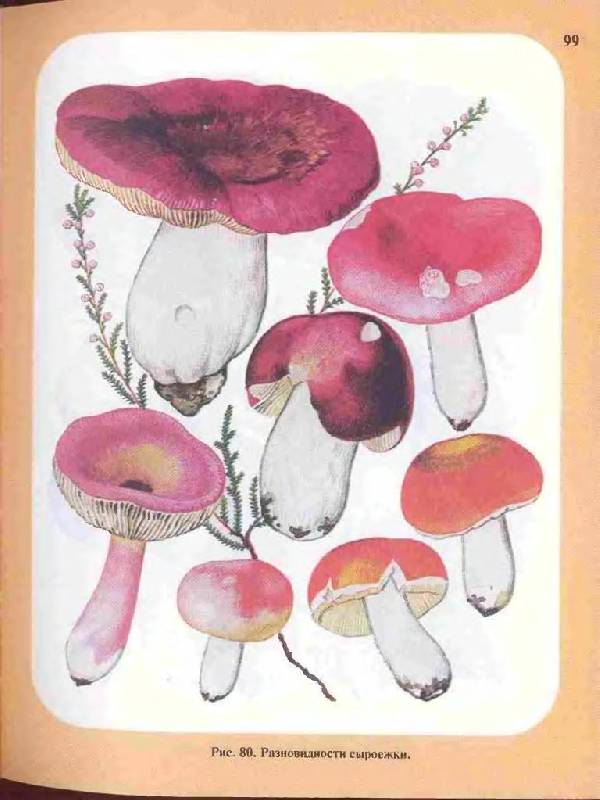 Иллюстрация 28 из 33 для Большой определитель грибов - Александр Юдин | Лабиринт - книги. Источник: Юта