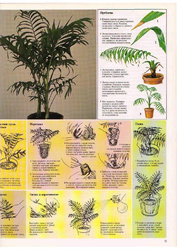 Иллюстрация 12 из 23 для Самые распространенные комнатные растения - Дэвид Лонгман | Лабиринт - книги. Источник: Юта
