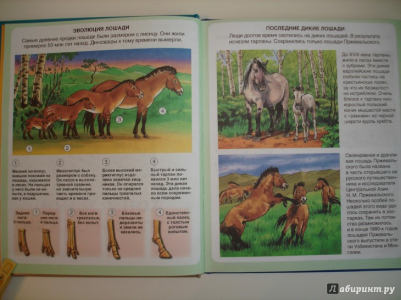 Иллюстрация 2 из 11 для Пони и лошади - Эмили Бомон | Лабиринт - книги. Источник: Сорокина  Лариса