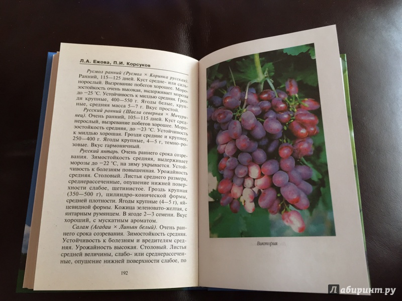 Иллюстрация 2 из 8 для Выращивание винограда в средней полосе - Корсуков, Ежова | Лабиринт - книги. Источник: ionnata