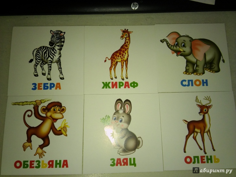 Иллюстрация 7 из 13 для Развивающие карточки Дикие животные (12шт) (37273-50) | Лабиринт - книги. Источник: Михайлова  Ирина