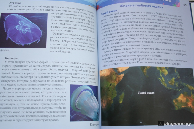 Иллюстрация 18 из 77 для Хочу знать. Подводный мир - Наталья Кульмина | Лабиринт - книги. Источник: kolobus