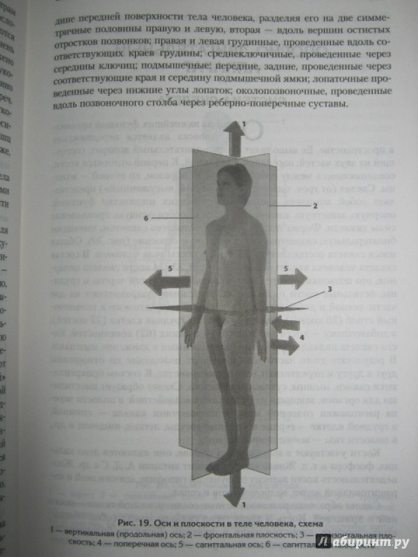 Иллюстрация 8 из 21 для Атлас: анатомия и физиология человека - Билич, Зигалова | Лабиринт - книги. Источник: Евгения39
