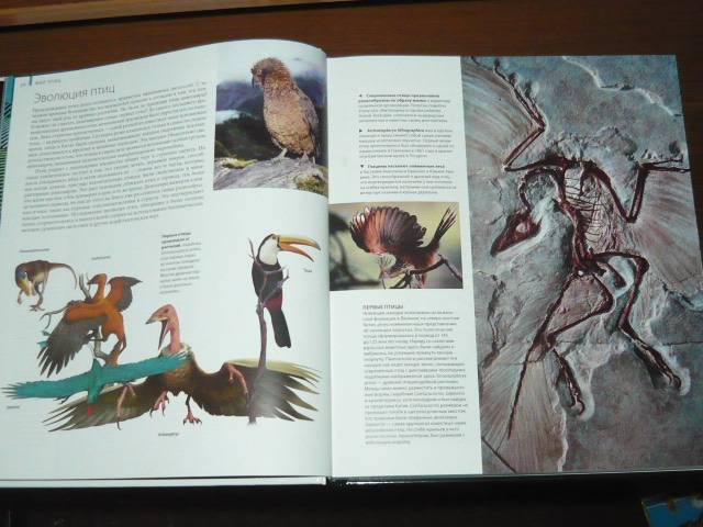 Иллюстрация 7 из 63 для Птицы - Джоанна Бургер | Лабиринт - книги. Источник: Ромашка:-)