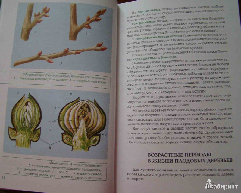 Иллюстрация 1 из 4 для Обрезка и прививка растений - Чигрин, Купличенко, Немичева, Ярушников | Лабиринт - книги. Источник: Easy