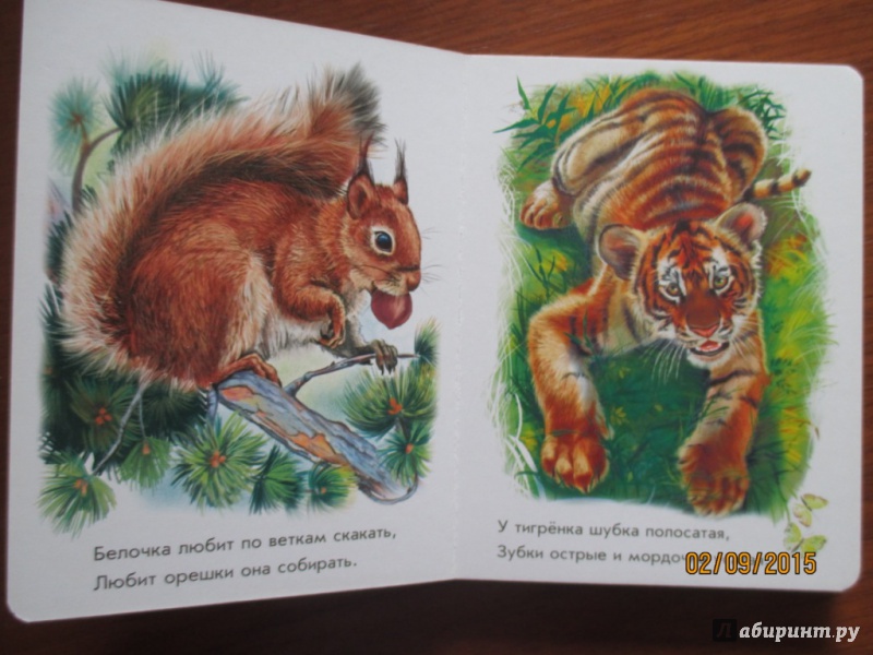 Иллюстрация 18 из 28 для Лесные зверята - Олеся Квитка | Лабиринт - книги. Источник: Марина Епифанцева