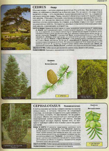 Иллюстрация 2 из 24 для Все о вечнозеленых растениях - Дэвид Хессайон | Лабиринт - книги. Источник: Galia