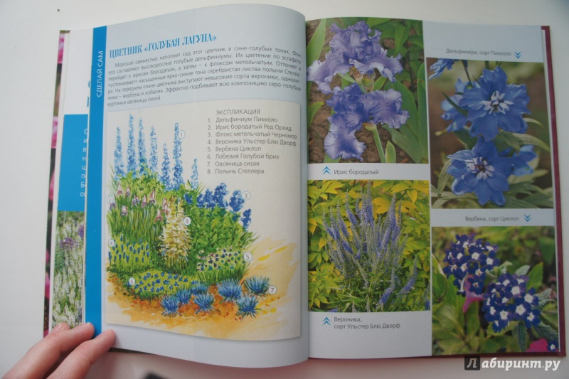 Иллюстрация 2 из 9 для Сад одного цвета | Лабиринт - книги. Источник: Ковалёва  Татьяна Сергеевна