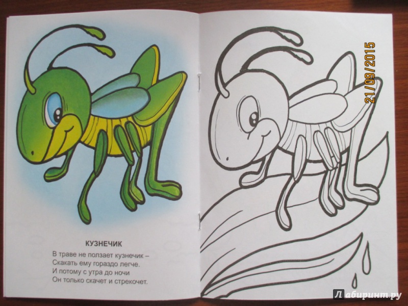 Иллюстрация 16 из 20 для Знаешь ли ты насекомых? - Наталья Томилина | Лабиринт - книги. Источник: Марина Епифанцева