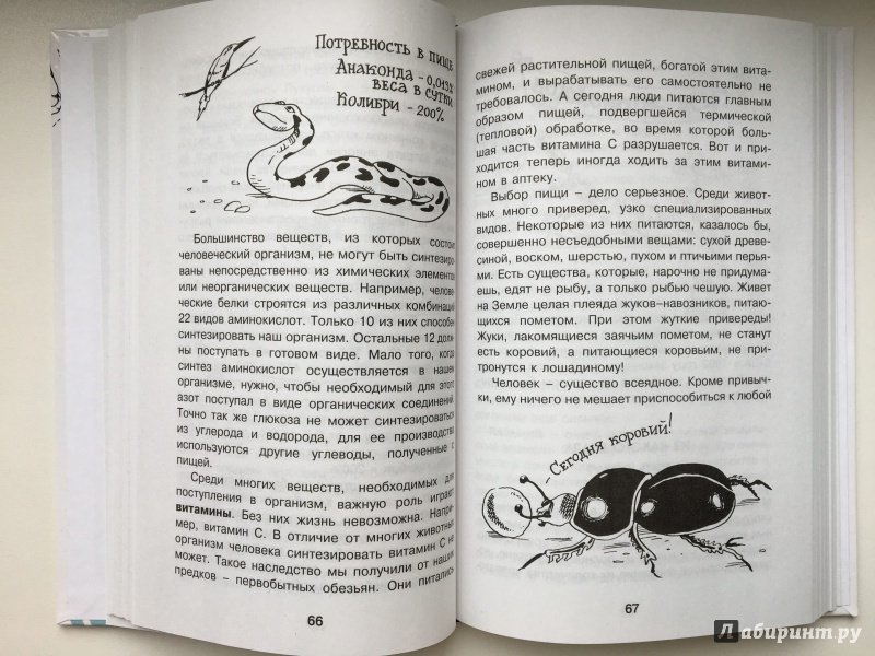 Иллюстрация 19 из 51 для Как устроен человек - Борис Сергеев | Лабиринт - книги. Источник: Лабиринт