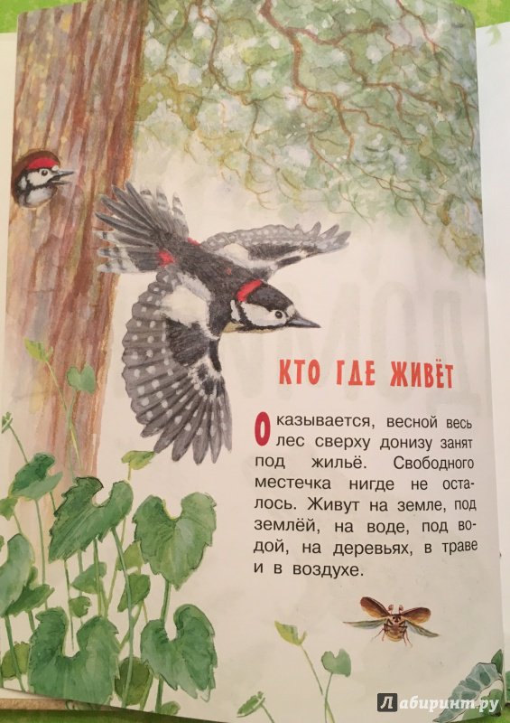 Иллюстрация 15 из 71 для Лесные домишки - Виталий Бианки | Лабиринт - книги. Источник: Алимина  Татьяна