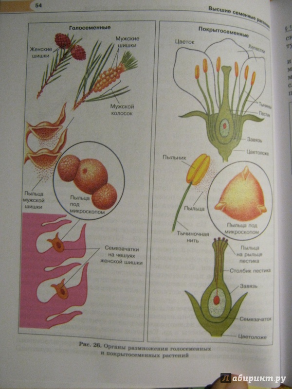 Иллюстрация 25 из 27 для Биология. 5-6 классы. Растения. Бактерии. Грибы. Лишайники. Учебник в 2-х частях. ФГОС - Трайтак, Трайтак | Лабиринт - книги. Источник: Евгения39