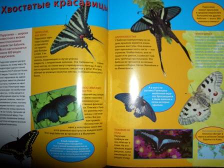 Иллюстрация 2 из 3 для Бабочки. Книжка со светящимися наклейками | Лабиринт - книги. Источник: sher