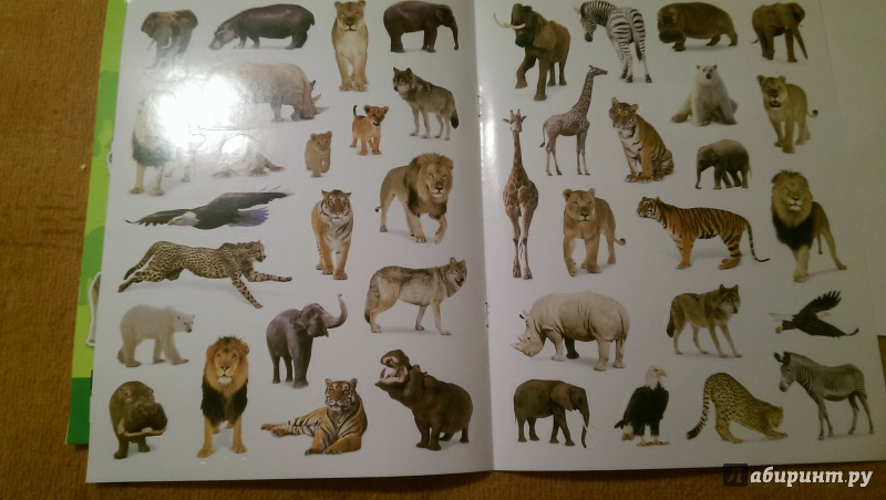 Иллюстрация 43 из 44 для Дикие животные. Наклеивай и учись | Лабиринт - книги. Источник: Варгасова  Ольга