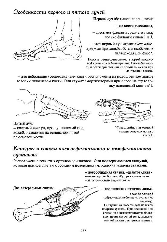 Иллюстрация 19 из 19 для Как работает тело. Позвоночник, суставы и мышцы - Бландин Кале-Жермен | Лабиринт - книги. Источник: Юта
