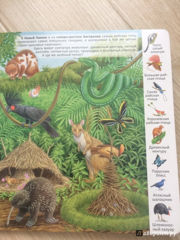 Иллюстрация 29 из 39 для Животные и растения тропических лесов | Лабиринт - книги. Источник: Сурыгина  Ирина