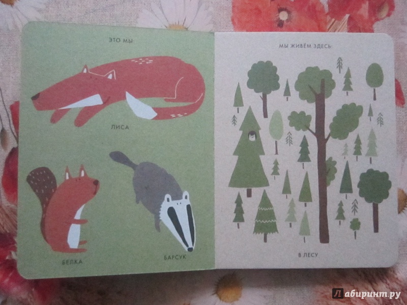Иллюстрация 12 из 38 для Мой маленький лес - Катрин Виле | Лабиринт - книги. Источник: Александрова  Анна Леонидовна