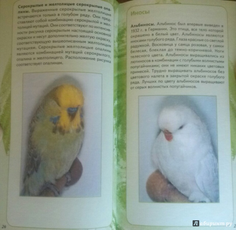 Иллюстрация 5 из 7 для Самые популярные волнистые попугайчики - Тео Винс | Лабиринт - книги. Источник: SiB