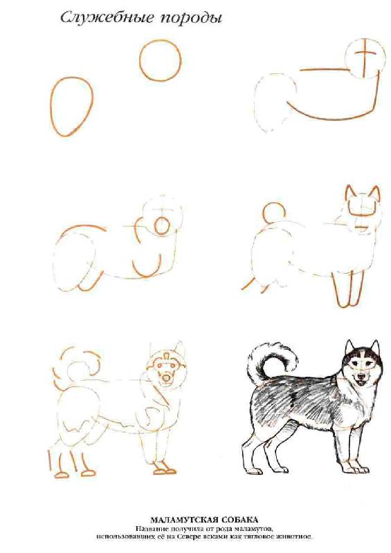 Иллюстрация 19 из 20 для Рисуем 50 собак - Ли Эймис | Лабиринт - книги. Источник: Юта