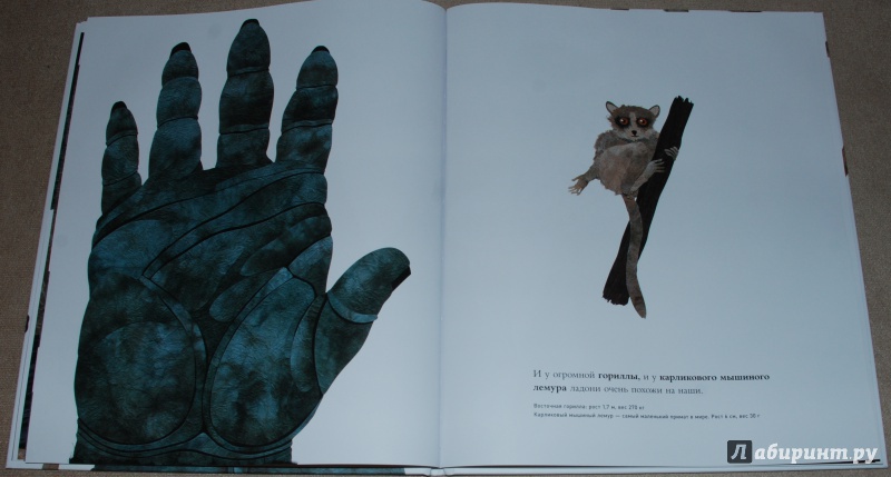 Иллюстрация 34 из 84 для Сравни! Животные в натуральную величину - Стив Дженкинс | Лабиринт - книги. Источник: Книжный кот