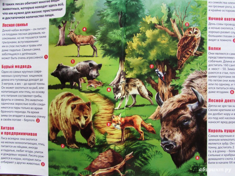 Иллюстрация 28 из 37 для Детский атлас животных - Мариуш Любка | Лабиринт - книги. Источник: настя тимарг