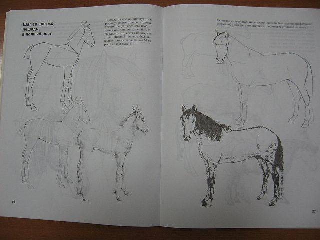 Иллюстрация 4 из 6 для Учитесь рисовать лошадей - Дэвид Браун | Лабиринт - книги. Источник: rizik