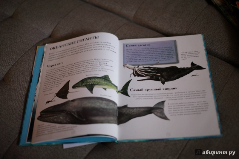 Иллюстрация 8 из 32 для Акулы и другие обитатели подводного мира - Дэниел Гилпин | Лабиринт - книги. Источник: Сорокина  Оленька Игоревна