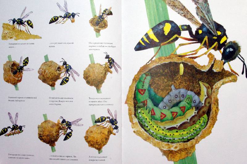 Иллюстрация 15 из 32 для Гнезда, норы и горшки. Как насекомые заботятся о потомстве - Анне Меллер | Лабиринт - книги. Источник: Валерия