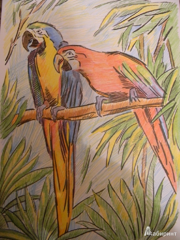 Иллюстрация 8 из 10 для Раскраска цветными карандашами: Попугайчики (Рн020) | Лабиринт - игрушки. Источник: Раскова  Юлия