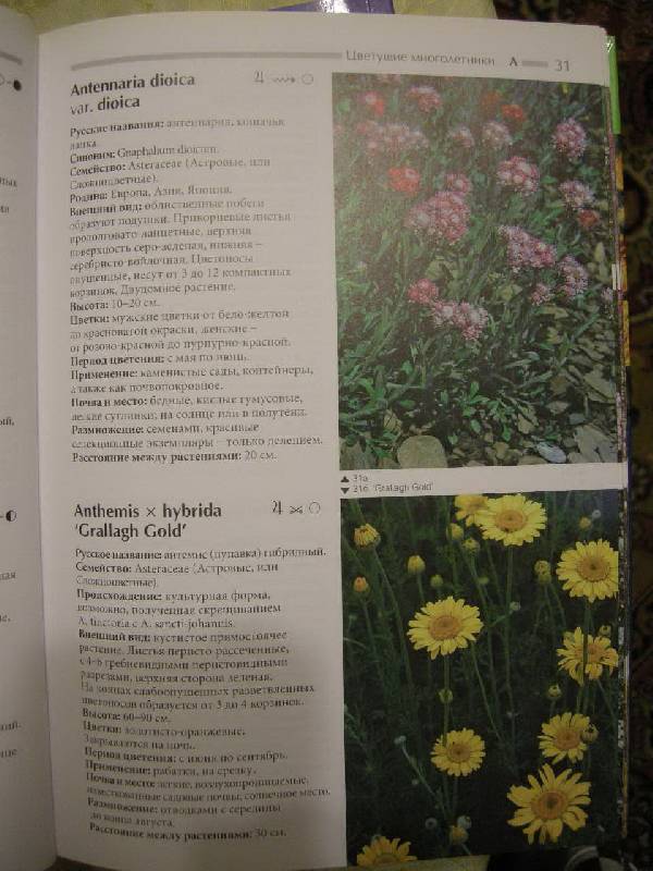 Иллюстрация 2 из 4 для Атлас цветущих растений - Бюрки, Томмазини | Лабиринт - книги. Источник: Chedi