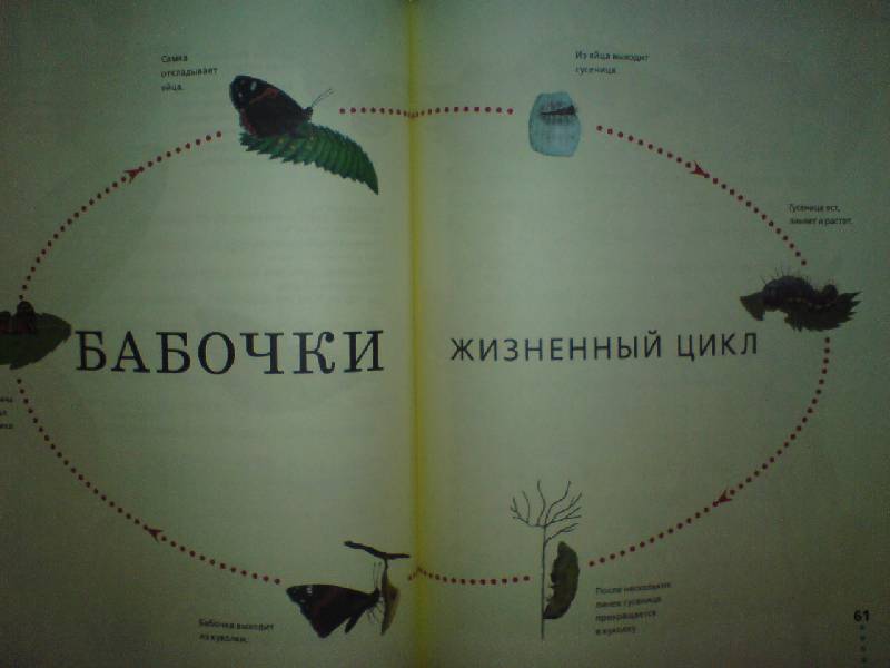 Иллюстрация 18 из 36 для Пчелы, бабочки, стрекозы - Тинг Моррис | Лабиринт - книги. Источник: Настёна
