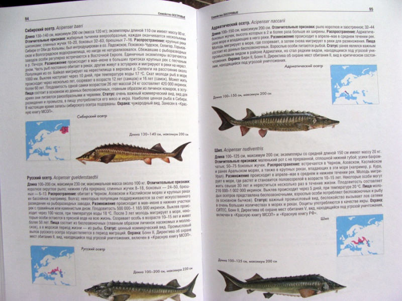 Иллюстрация 10 из 15 для Атлас рыб. Определитель пресноводных видов Европы - Мэйтленд, Сиделева, Линсел | Лабиринт - книги. Источник: Мария Гуляева