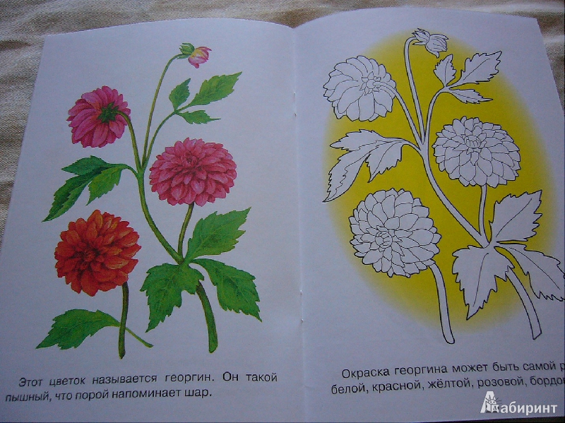 Иллюстрация 8 из 17 для Раскраска. Садовые цветы | Лабиринт - книги. Источник: Nika