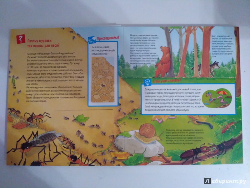 Иллюстрация 36 из 53 для Животные в лесу - Штаубер, Германн | Лабиринт - книги. Источник: Самкнулова  Ольга