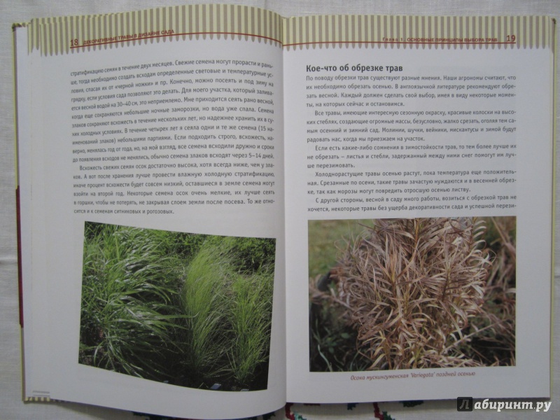 Иллюстрация 6 из 15 для Декоративные травы в дизайне сада - Т.Т Желтовская | Лабиринт - книги. Источник: A. Fragaria