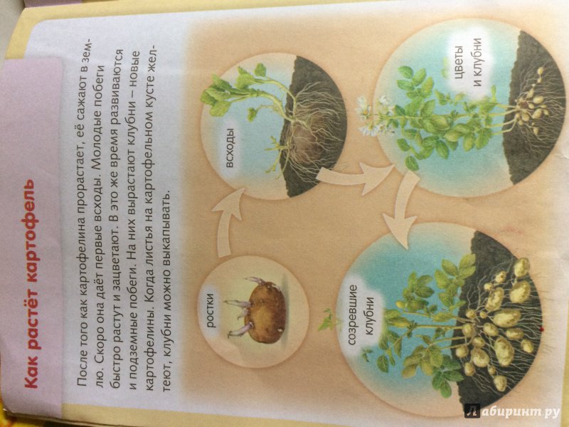 Иллюстрация 32 из 34 для Удивительные превращения. Как живут и развиваются растения - Марина Султанова | Лабиринт - книги. Источник: Лабиринт