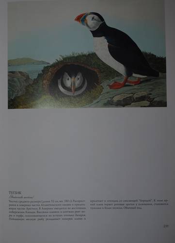 Иллюстрация 29 из 31 для Птицы Америки (в футляре) - Джеймс Одюбон | Лабиринт - книги. Источник: Наталья Бухтиярова