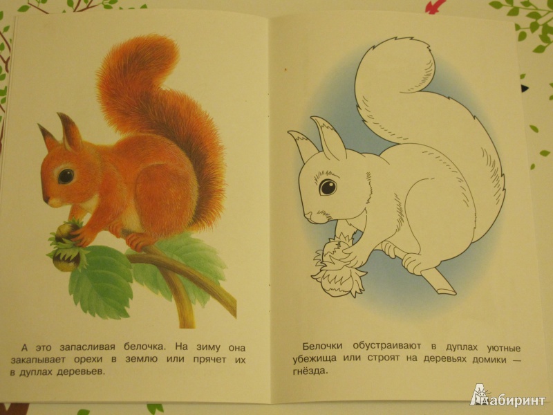 Иллюстрация 1 из 26 для Раскраска "Лесные животные" | Лабиринт - книги. Источник: Theory