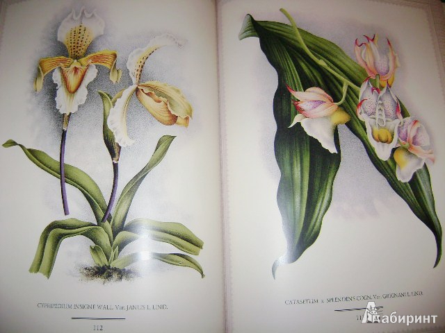 Иллюстрация 27 из 38 для Орхидеи. Линдения - иконография орхидей | Лабиринт - книги. Источник: Lunna
