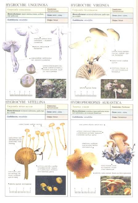 Иллюстрация 8 из 22 для Все о грибах - Пелле Янсен | Лабиринт - книги. Источник: Nadezhda_S
