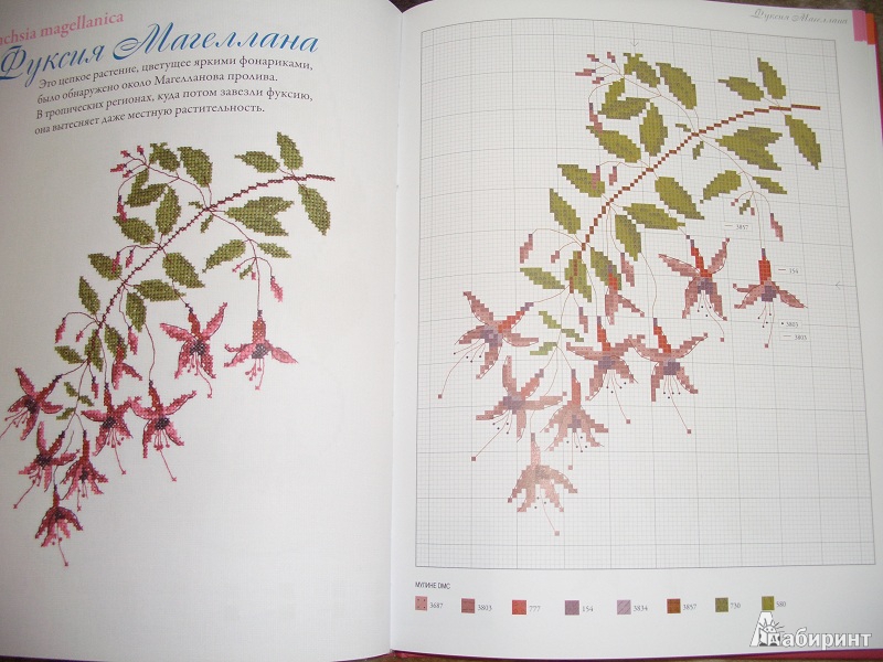 Иллюстрация 16 из 26 для Садовые цветы, вышитые крестом - Вероник Ажинер | Лабиринт - книги. Источник: variae lectiones