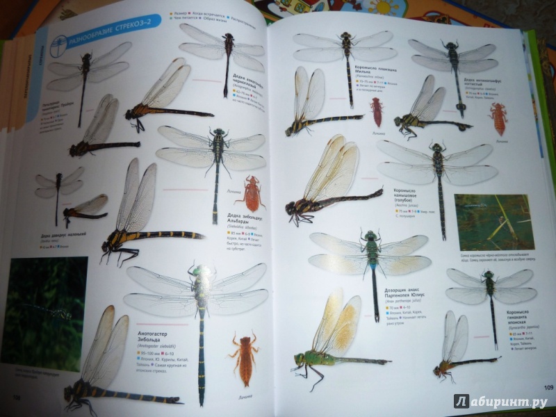 Иллюстрация 32 из 39 для Самые красивые в мире: бабочки, жуки, стрекозы, цикады, кузнечики, пауки и скорпионы | Лабиринт - книги. Источник: настя тимарг