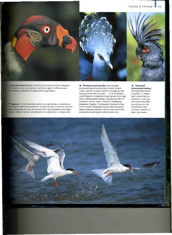 Иллюстрация 28 из 56 для В мире птиц. Энциклопедия - Джоанна Бургер | Лабиринт - книги. Источник: Лулу