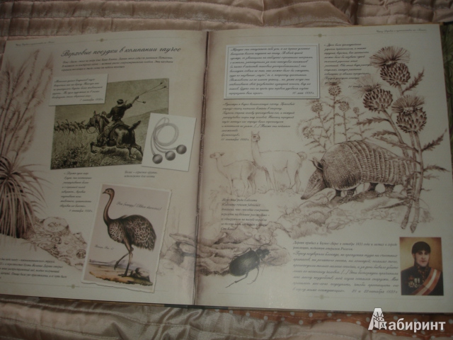 Иллюстрация 48 из 54 для Чарлз Дарвин и путешествие на "Бигле" - Твист, Вуд | Лабиринт - книги. Источник: Осьминожка