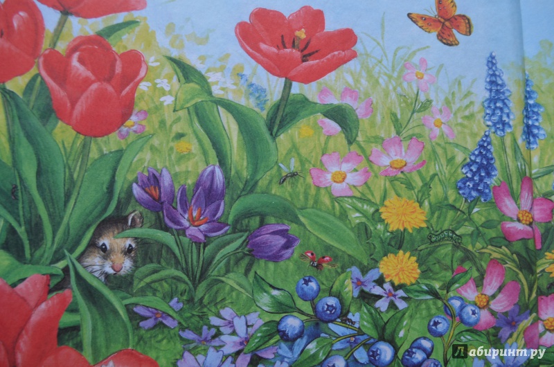 Иллюстрация 7 из 14 для Заяц-чудак и его разноцветные шубки - Лиза МакКью | Лабиринт - книги. Источник: Кузнецова  Марина