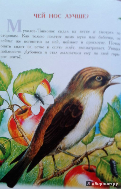 Иллюстрация 14 из 36 для Сказки для детей - Виталий Бианки | Лабиринт - книги. Источник: Савчук Ирина