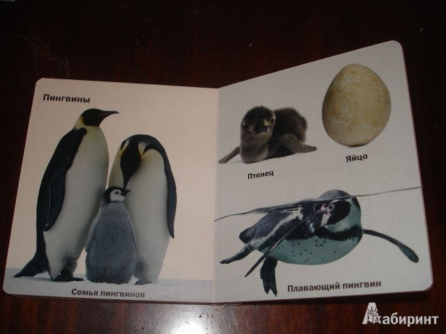 Иллюстрация 8 из 8 для Такие разные птицы | Лабиринт - книги. Источник: Simonova